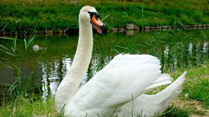 From ugly duckling to beautiful swan